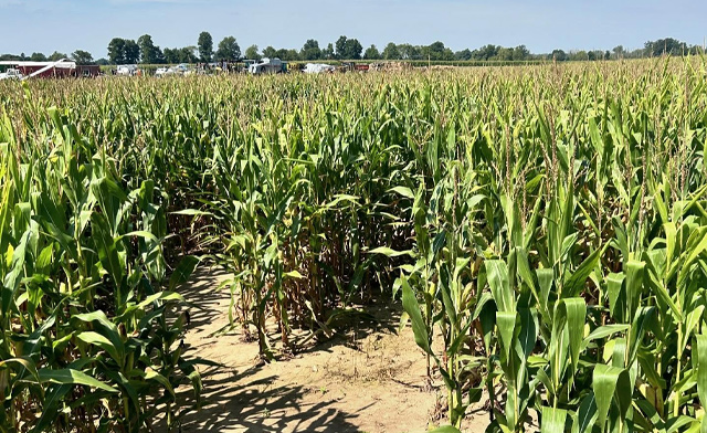 Image of Hanes Corn Maze